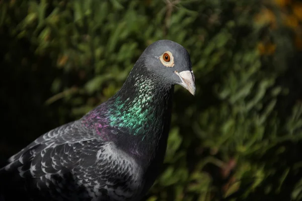 Closeup of the Pigeon — Stock Photo, Image