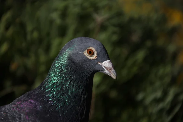 Closeup Holub — Stock fotografie