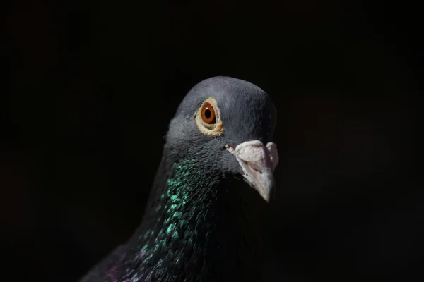 Gros plan du Pigeon — Photo