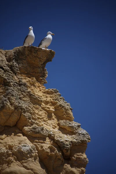 Oiseau sur le rocher — Photo