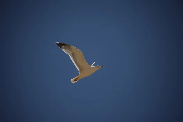 Птица в небе — стоковое фото