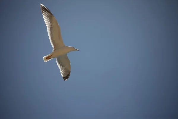 Pássaro no céu — Fotografia de Stock