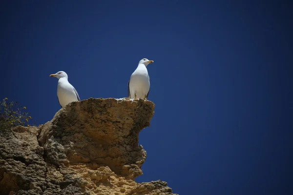 岩石上的鸟 — 图库照片