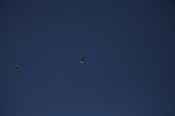 Bird in the sky — Stock Photo, Image