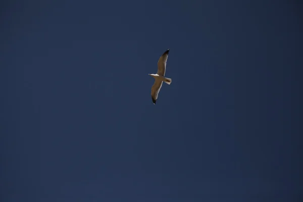 Vogel am Himmel — Stockfoto