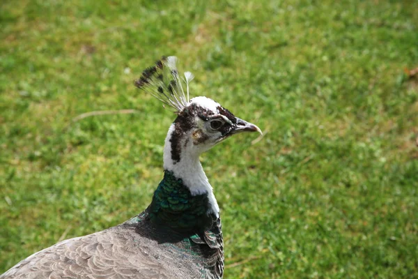 Peacock in the garden — Stock Photo, Image