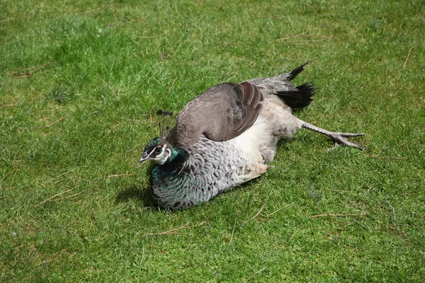 Bahçedeki tavus kuşu — Stok fotoğraf