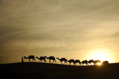 Çölde develer