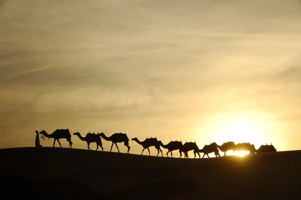 Camelos no deserto — Fotografia de Stock