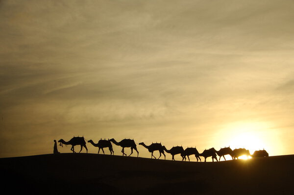 Camels in the Desert