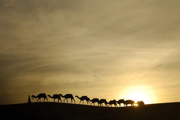 Cammelli nel deserto — Foto Stock