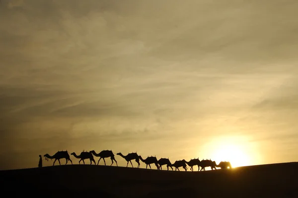 Верблюды в пустыне — стоковое фото