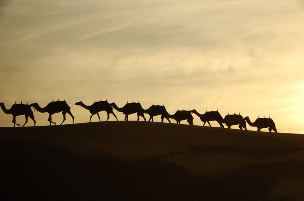 Camels in the Desert
