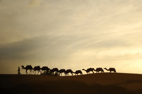 Cammelli nel deserto — Foto Stock