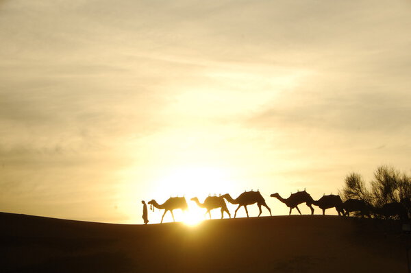 Camels in the Desert
