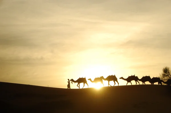 Camellos en el desierto —  Fotos de Stock