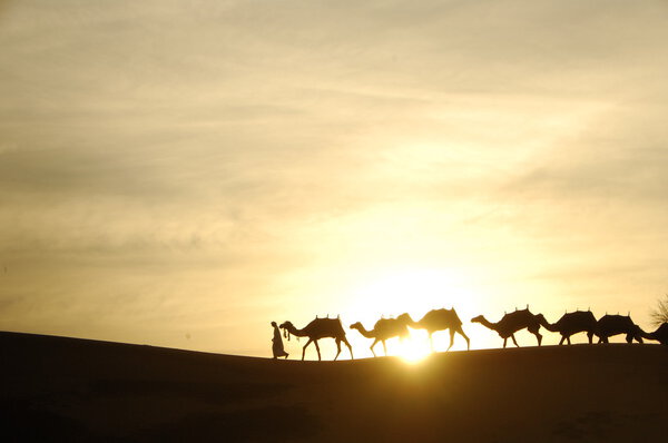 Camels in the Desert