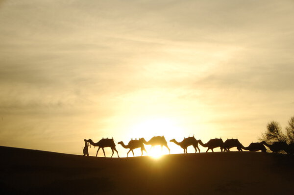 Camels in the Desert