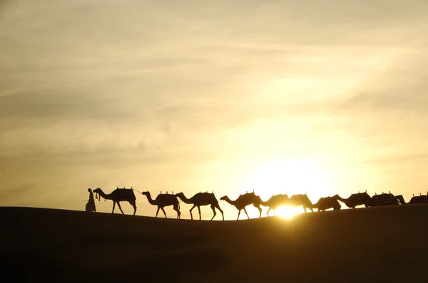 Çölde develer — Stok fotoğraf