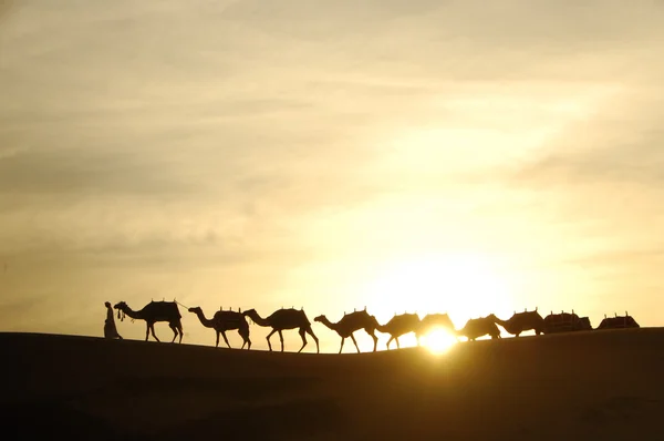 Cammelli nel deserto — Foto Stock