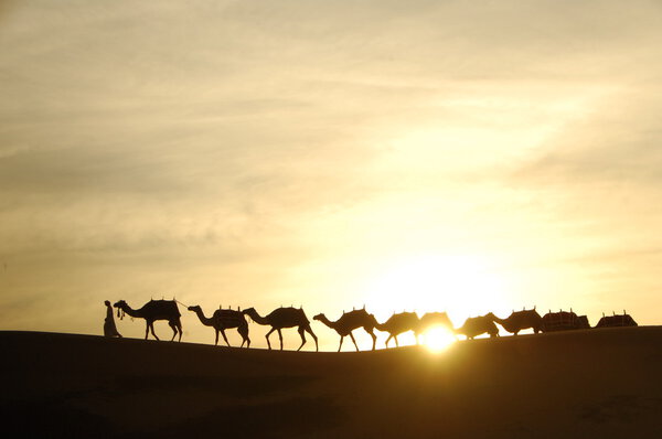 Camels in the Desert