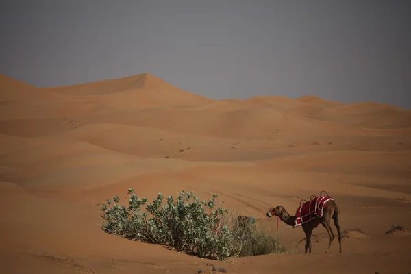 Camellos en el desierto — Foto de Stock