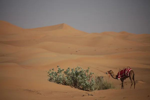 Tevék a sivatagban — Stock Fotó