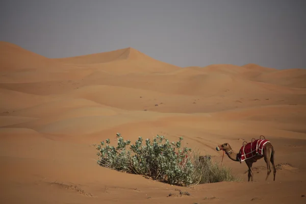 Camellos en el desierto —  Fotos de Stock