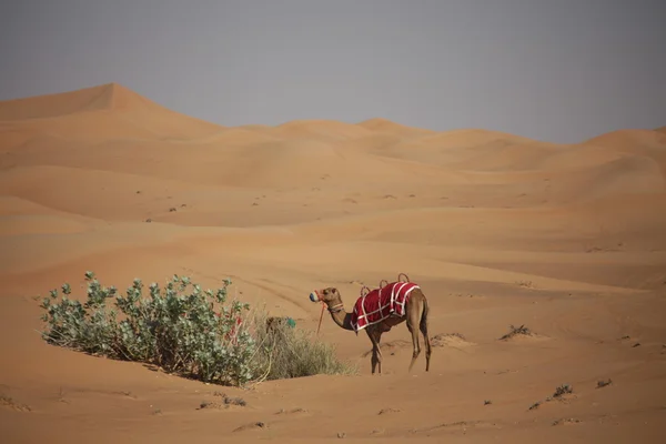 Camellos en el desierto — Foto de Stock