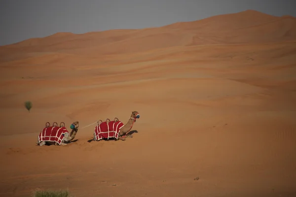 Camellos en el desierto — Foto de Stock