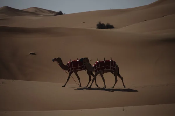 Camels in the Desert — Stock Photo, Image