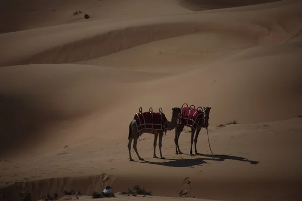 Camellos en el desierto — Foto de Stock