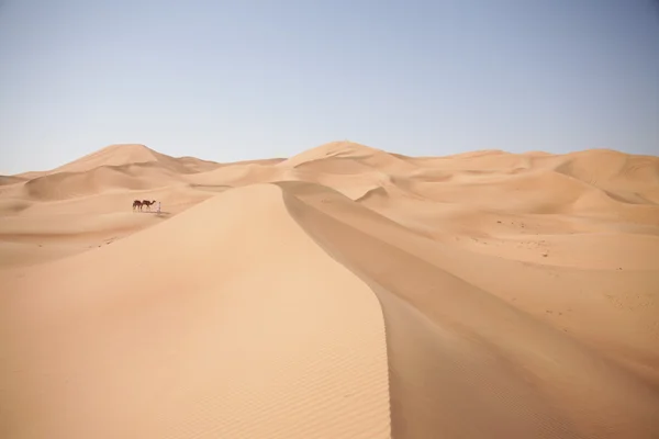 Camellos en el desierto — Foto de Stock