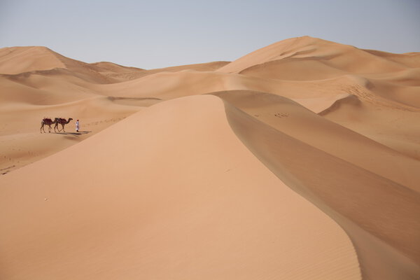 Camels in the Desert