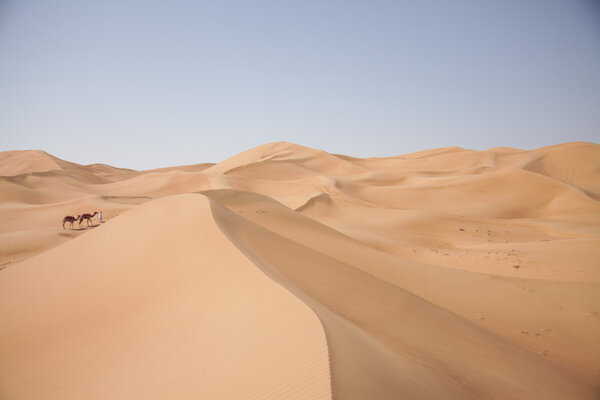 Camels in the Desert