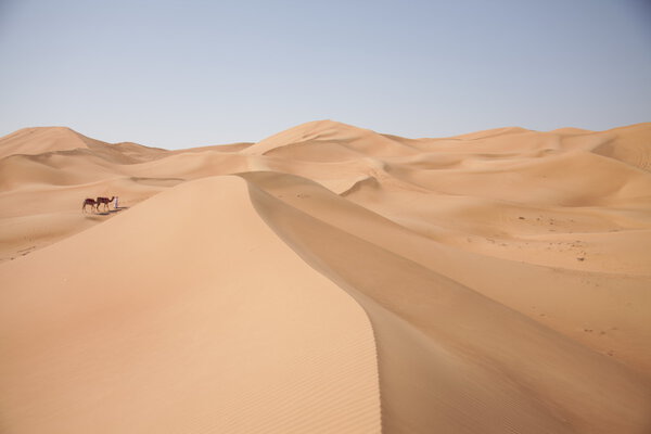 Camels in the Desert