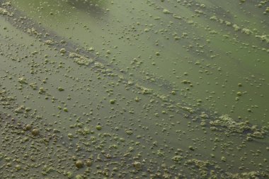 Sudaki hava kabarcıkları