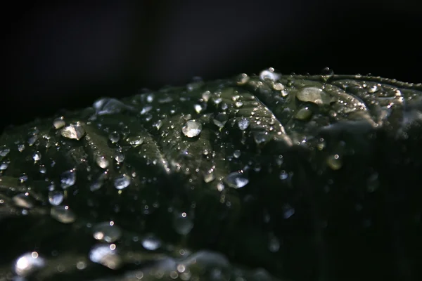 Gotas de água em folhas — Fotografia de Stock