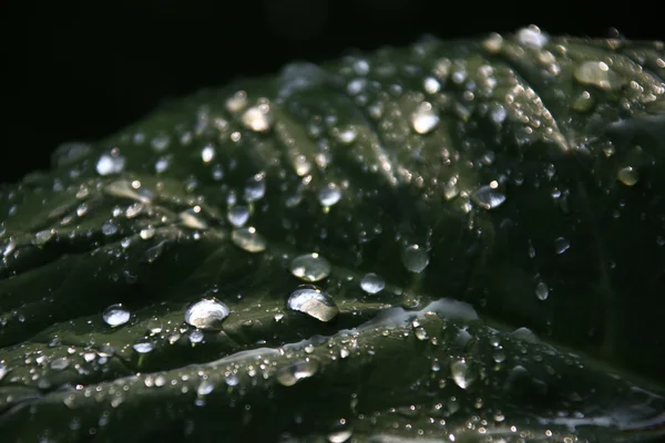 Wassertropfen auf Blättern — Stockfoto