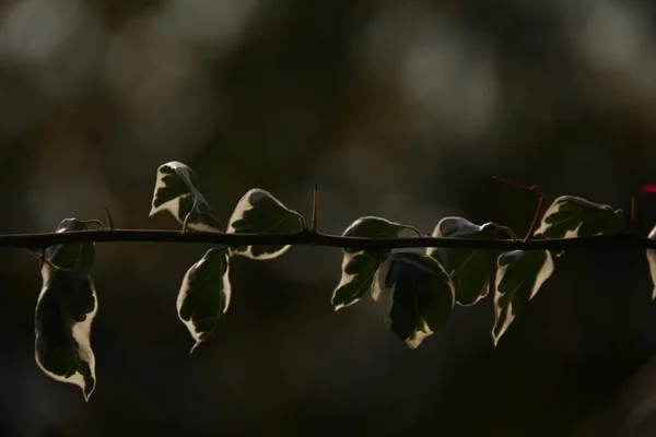 Leafs mikro doz — Stok fotoğraf