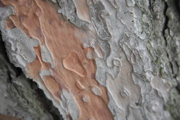 Крупный план текстуры дерева — стоковое фото