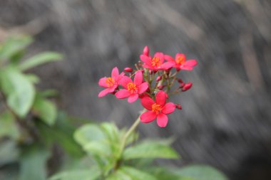 Bahçede çiçek mikro doz