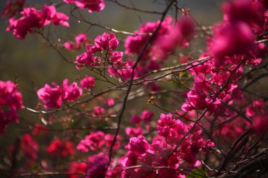 Bahçede çiçek mikro doz