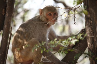 Kırsal alan tapınakta maymunlar