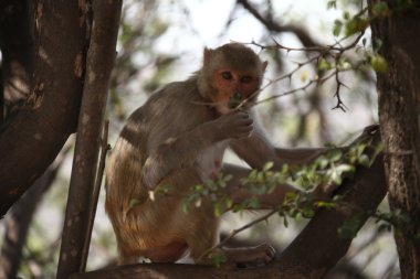 Kırsal alan tapınakta maymunlar