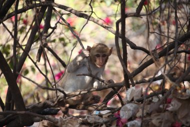 Kırsal alan tapınakta maymunlar