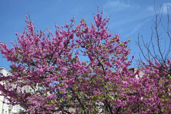 Micro colpo dei fiori in giardino — Foto Stock