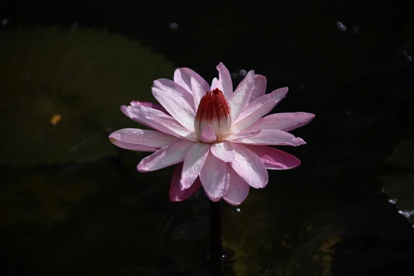 정원에서 꽃의 마이크로 샷 — 스톡 사진