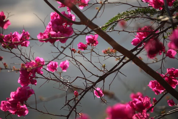 Micro shot of the Flowers in the garden — Stock Photo, Image