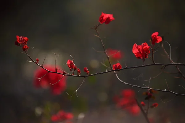 Micro shot of the Flowers in the garden — Stock Photo, Image